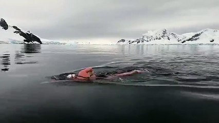Une femme nage dans l'eau froide de l'Antarctique