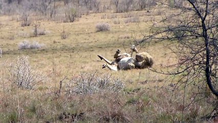 Un lion fait une crise cardiaque après une chasse