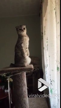 Ce chat curieux a entendu un bruit dehors... Trop drole