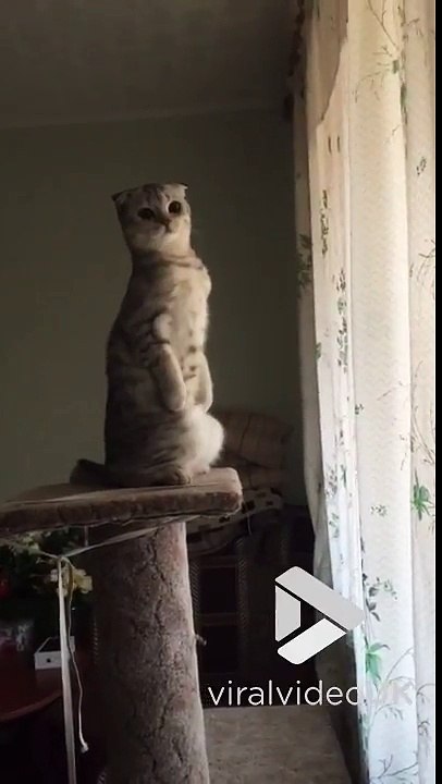 Ce chat curieux a entendu un bruit dehors... Trop drole