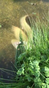 Mais que font ces 2 gros poissons... Moment torride