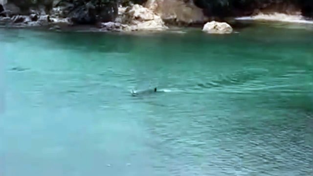 Quand 2 orques se rapprochent dangereusement de 2 enfants qui nagent en bord de plage