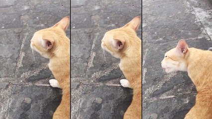 Le miaulement WTF d'un chat