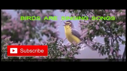 A Man hearing, birds are singing songs in the morning