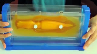 Giant Squid/Architeuthis dux Gummy Making Kit 【Cooking Toy】