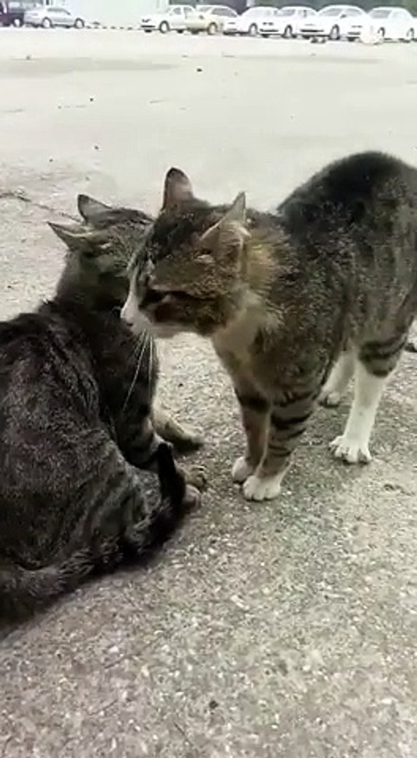 Comment Separer Deux Chats Qui Se Battent Video Dailymotion