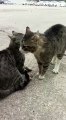 Comment séparer deux chats qui se battent