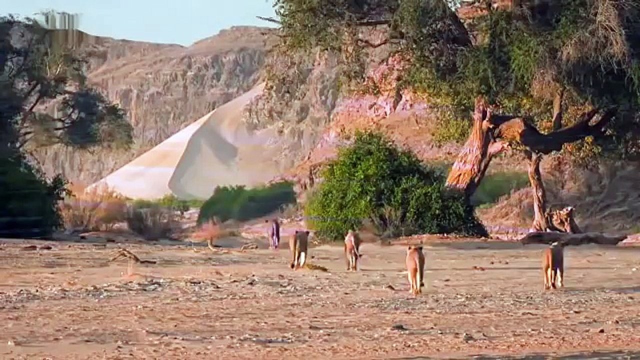 AMAZING Lion Pride Attacks Giraffe Real Fight - Wild Animal Attacks