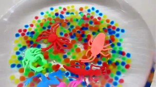 ORBEEZ Magic Growing Water Balls + Giant Insect Growing on Water - Kiddie Toys