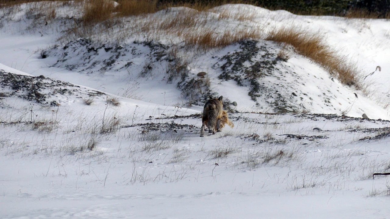 Renard blessé le 12 mai 2018