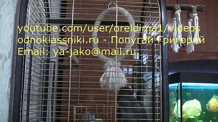 Попугай Григорий, сам с собой - 2 сезон, 10 серия