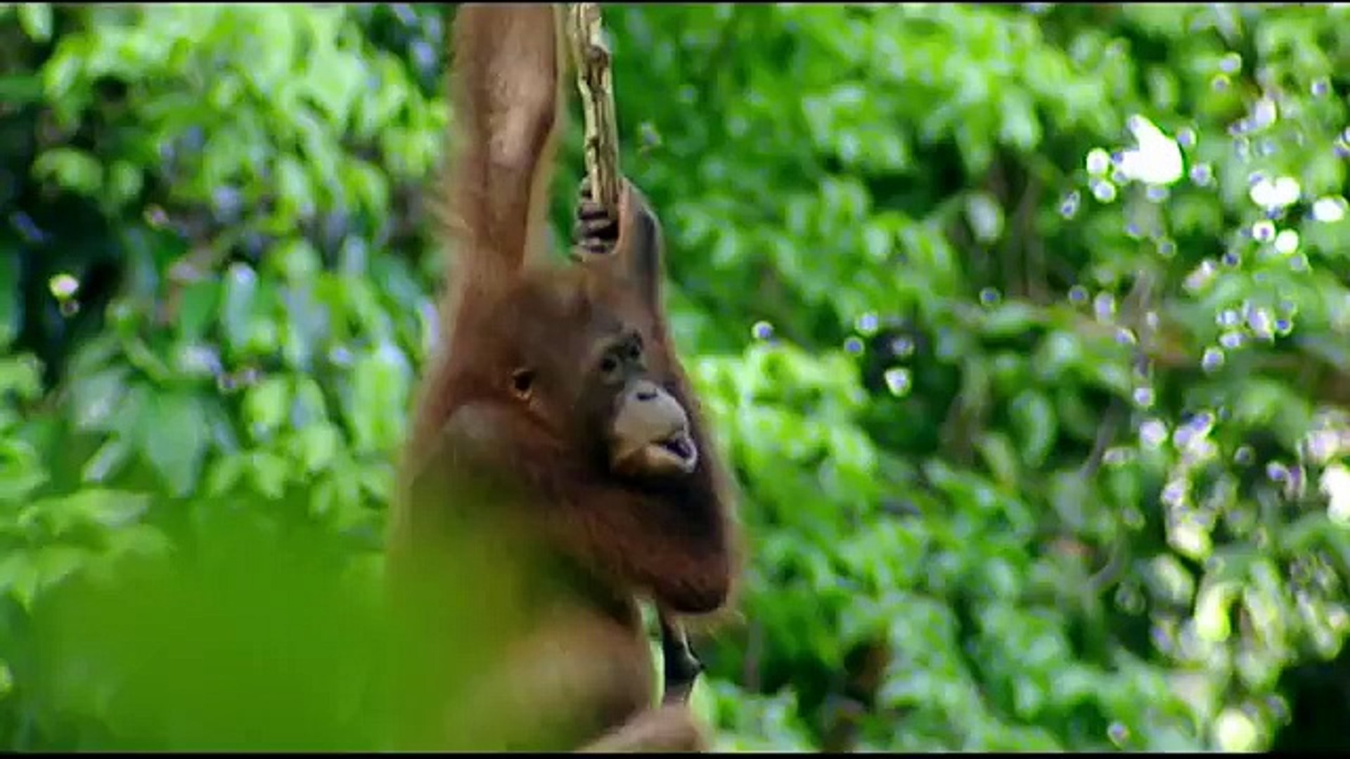 ⁣Orangutan, The Man of the Forest | Nature - Planet Doc Full Documentaries