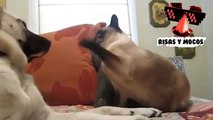 Videos De Risa De Perros Que Le Temen A Los Gatos – Videos De Risa De Perros Y Gatos