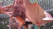 Bats Show Off Their Grooming Rituals in Queensland, Australia
