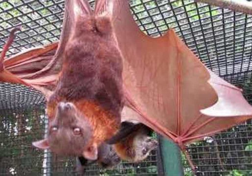 Bats Show Off Their Grooming Rituals in Queensland, Australia