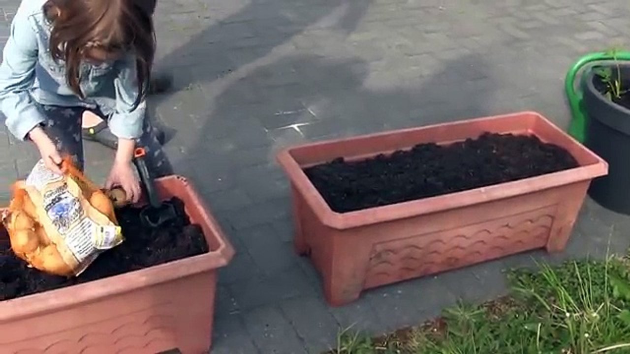 Kartoffeln pflanzen im Blumenkübel + unser Pool bekommt Wasser