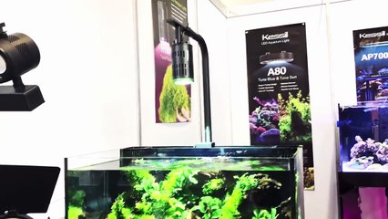 IZZI WILL NOCH KRASSERE AQUARIEN | INTERVIEW MIT IZZI | INTERZOO 2018 | AquaOwner
