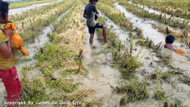 Terrifying!!! Three Kids Catch Biggest Snakes Nearby My Tractor While Ploughing The Fields