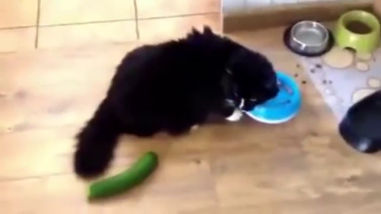 Cat VS Cucumber !
