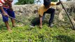 O.M.G!!!Two Brave Boys Catch Big Cobra Snake Near Truck And Excavator While Digging The Ground