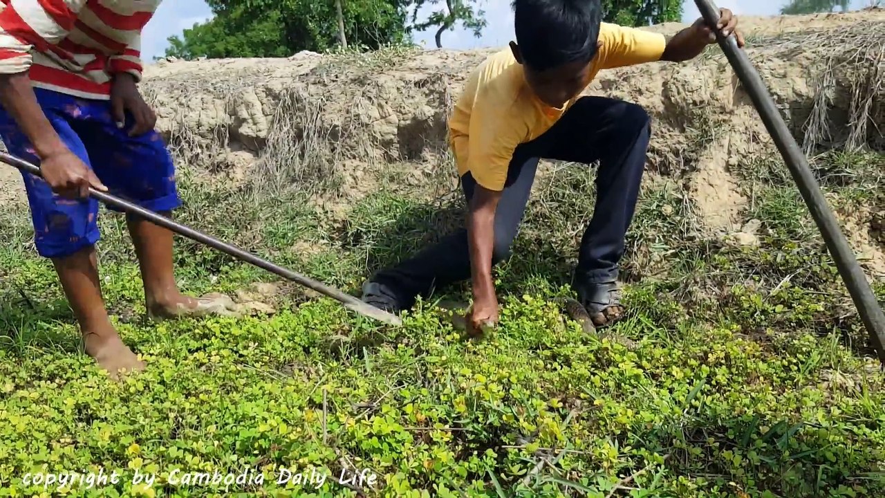 O.M.G!!!Two Brave Boys Catch Big Cobra Snake Near Truck And Excavator While Digging The Ground
