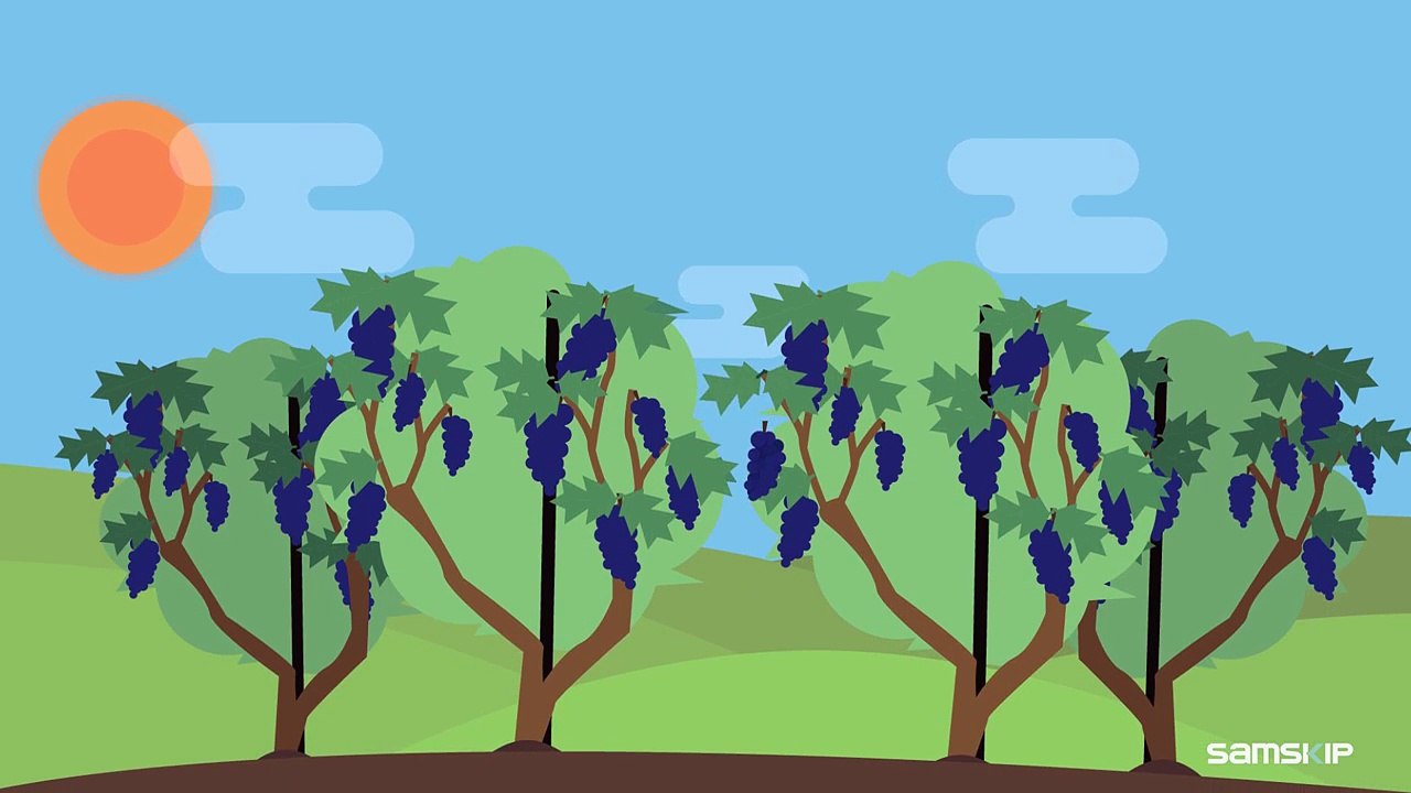 Samskip Animation - Italian wine!