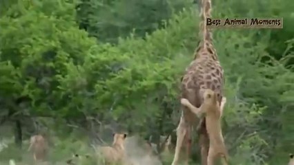 REAL BATTLE : lion vs giraffe / leon vs jirafa