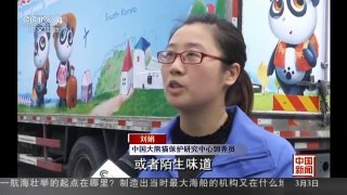 [中国新闻]大熊猫“园欣”“华妮”今日启程赴韩