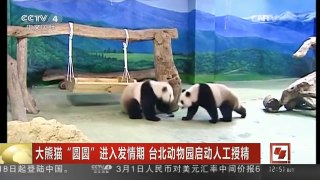 [中国新闻]大熊猫“圆圆”进入发情期 台北动物园启动人工授精