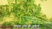 हरे धनिए के हैरान कर देने वाले फायदे | Health Benefits of Coriander in Hindi - Coriander Benefits