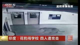 [中国新闻]印度：花豹闯学校 四人遭攻击