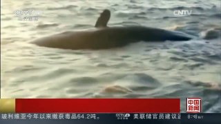 [中国新闻]江苏南通：连续两天发现两头抹香鲸搁浅死亡