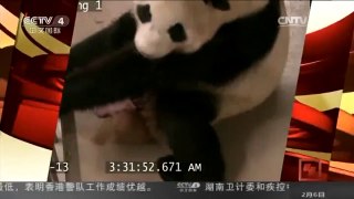 [中国新闻]加拿大：新生大熊猫双胞胎为龙凤胎
