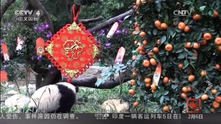 [中国新闻]四川：全球功夫熊猫组团迎新春
