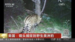 [中国新闻]美国：镜头捕捉到野生美洲豹