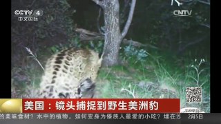 [中国新闻]美国：镜头捕捉到野生美洲豹