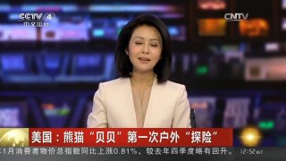 [中国新闻]美国：熊猫“贝贝”第一次户外“探险”