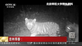 [中国新闻]吉林珲春：一虎带四崽 野生东北虎影像公布