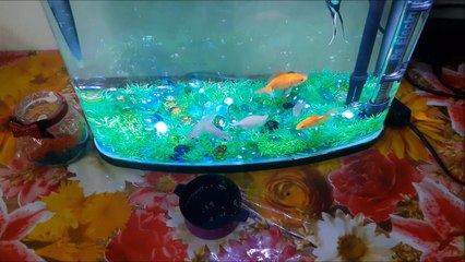 How to feed fastest fishes in Aquarium  - DIY-HOW TO FEED FISHES IN AQUARIUM