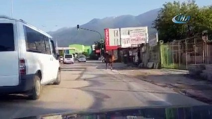 Trafikte başıboş at tehlikesi