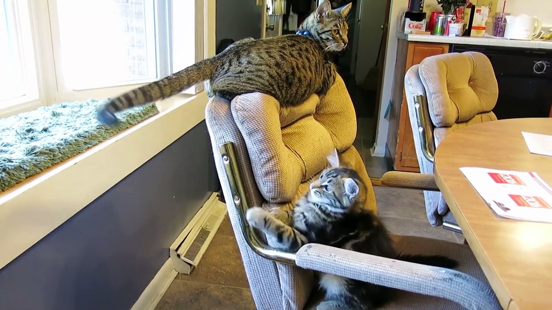 ⁣Funny Cats Who Think They Are Dogs | Ultimate Funniest Cat Compilation May 2018 | #thatpetlife