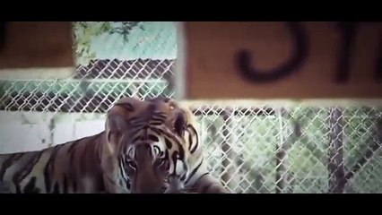 The Live of the American Tiger - National Geographic Documentary