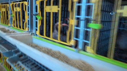 Malatya’da kınalı keklik üretimi