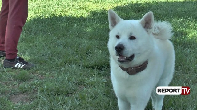 Report TV - Rreziku nga qentë pa maska në rrugë, veterineri: Duhen trajtuar si familjarë