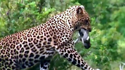 Mother Monkey Hold Baby One Week After Failed To Protect From Leopard Hunting