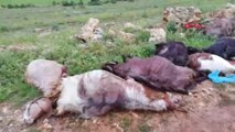 Mardin Yıldırım Düşmesi Sonucu Çoban Yaralandı, 12 Keçi Telef Oldu