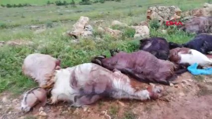 Mardin Yıldırım Düşmesi Sonucu Çoban Yaralandı, 12 Keçi Telef Oldu