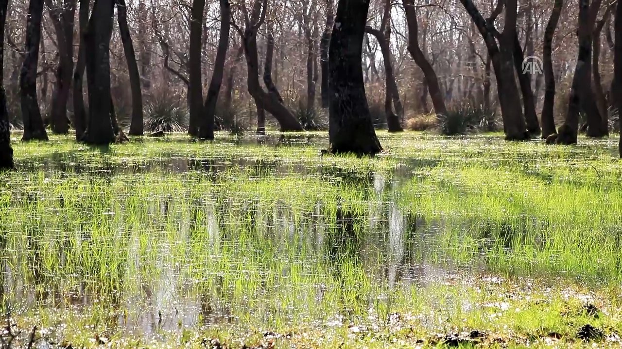 Kızılırmak Deltası kuş gözlemcilerini bekliyor - SAMSUN