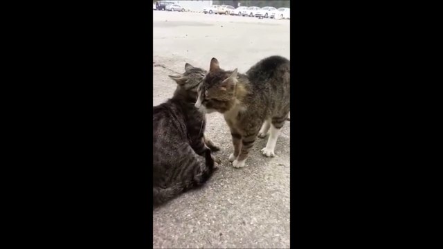 Un homme trouve une solution ultime pour séparer deux chats qui se battent