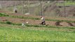 Bujqësi si në Mesjetë, në Kukës rikthehet parmenda - Top Channel Albania -   News - Lajme